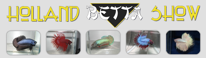 Holland Betta Show 2013