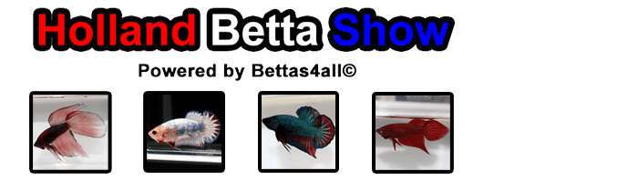 Holland Betta Show 2024